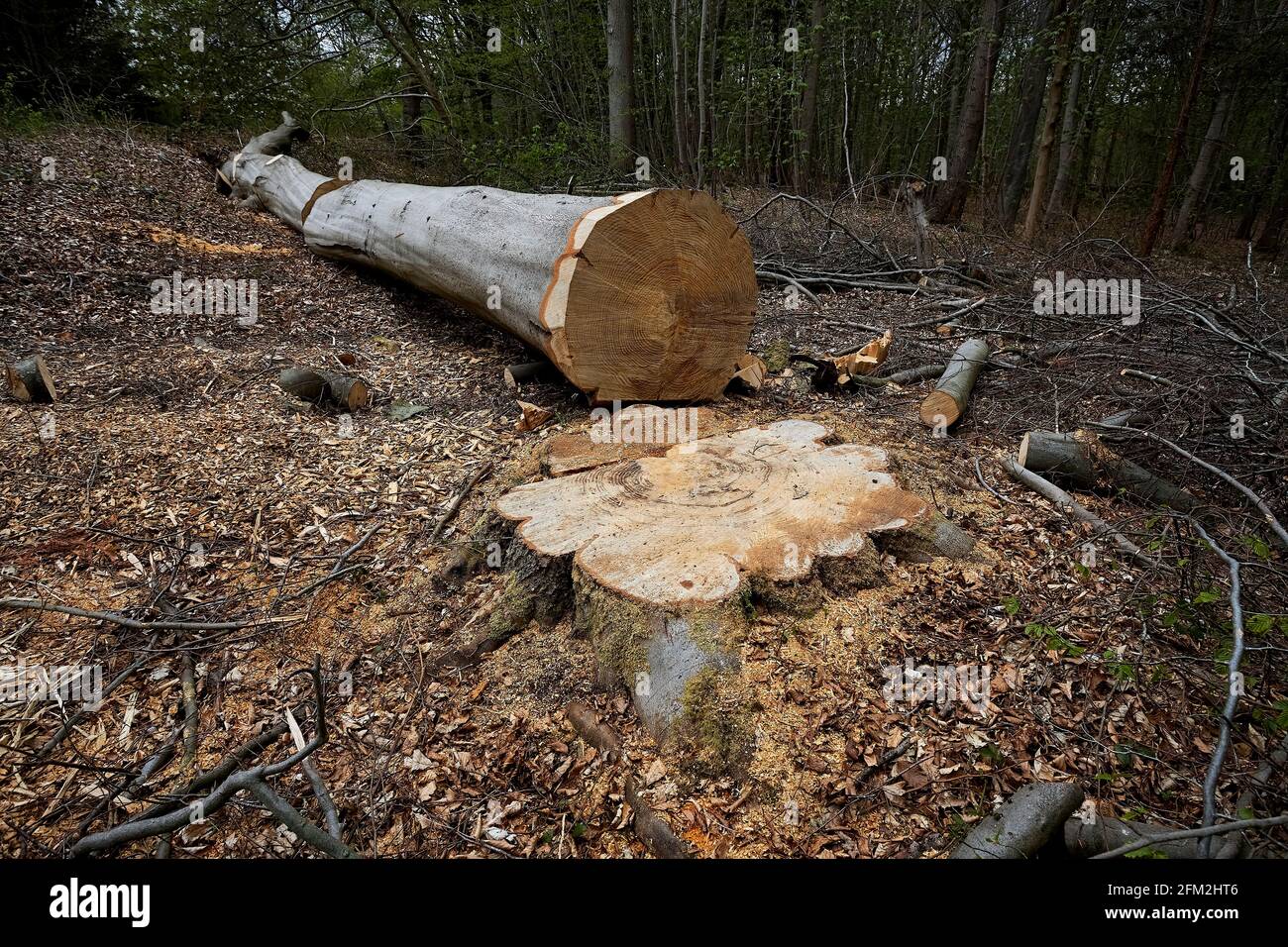 Baumfällung im Wald. Stockfoto