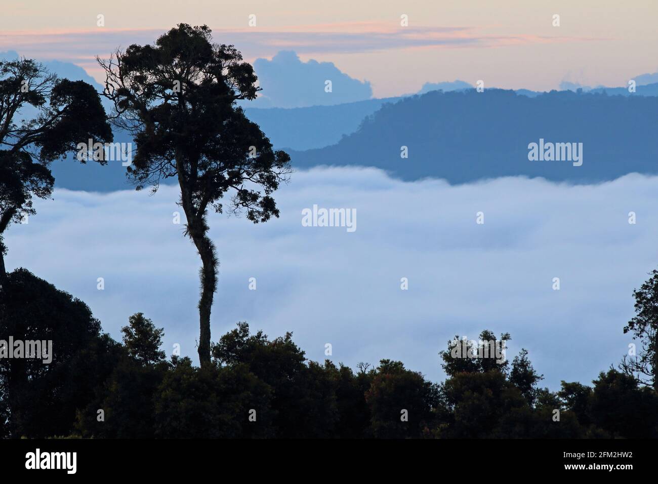 Morgendämmerung über dem Park mit niedrigen Wolken im Tal Kerinci SeblatNP, Sumatra, Indonesien Juni Stockfoto