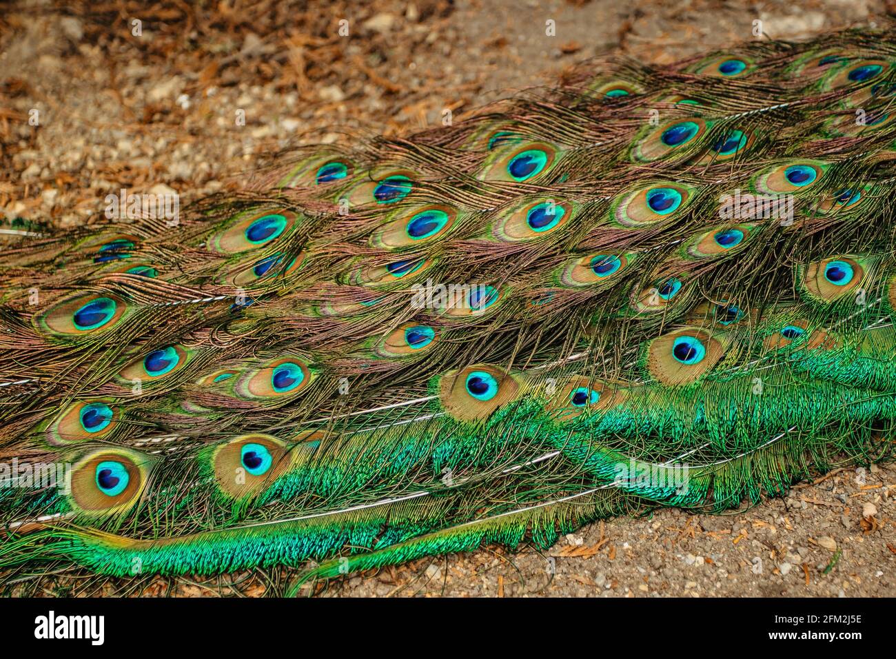Pfauenfedern aus der Nähe.Blauer indischer Pfau, Pavo cristatus, mit bunt schillerndem Schwanz und blau-grünen metallischen Federn.Ornamental exotischer Vogel. Stockfoto
