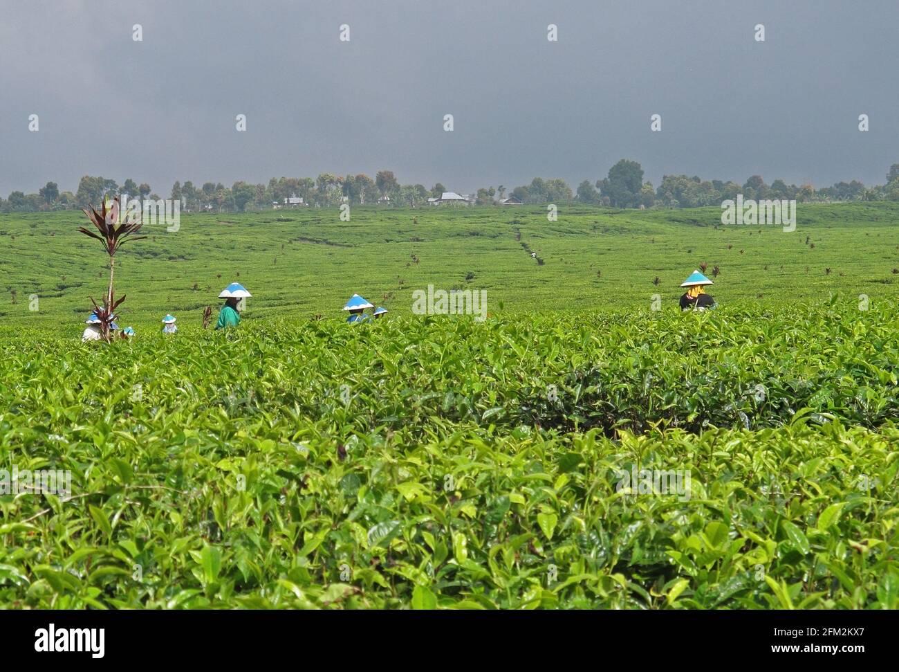 Teesammeln direkt vor dem Parkeingang Kerinci SeblatNP, Sumatra, Indonesien Juni Stockfoto