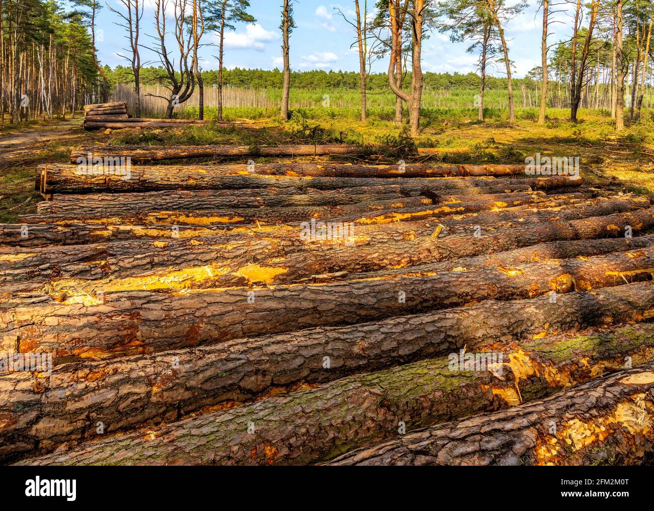 Stapel von geschnittenen rohen Holzstämmen nach massiver Entwaldung im gemischten europäischen Wald im Mazovia Landscape Park von Otwock, in der Nähe von Warschau in Polen Stockfoto