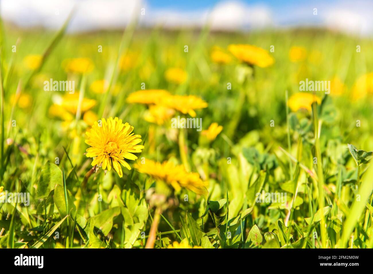 Löwinen (Taraxacum Officinale) im Gras. Blühende Frühlingswiese in der Morgensonne. Heilpflanze. Stockfoto
