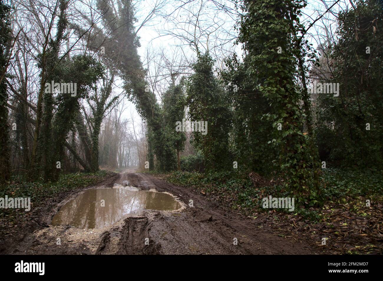 Schotterweg in einem Hain an einem nebligen Tag Stockfoto