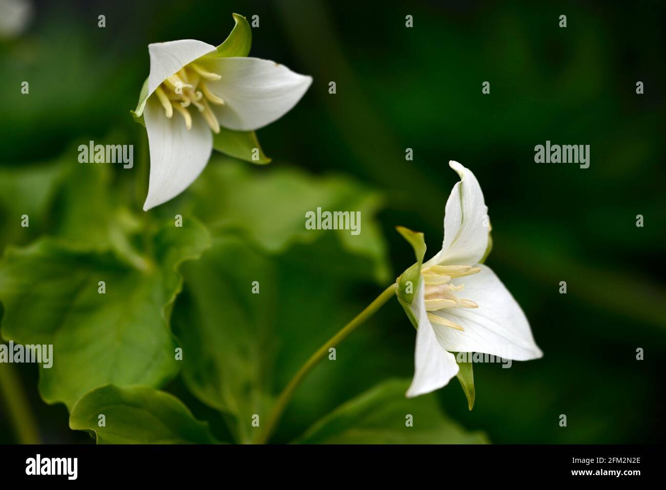 Trillium flexipes, nickend Wakerobin, gebogenes trillium, hängend Trillium, weiße Blumen, blühend, schattig, schattig, schattig, Waldländer, Waldländer, Holz, Waldgas Stockfoto
