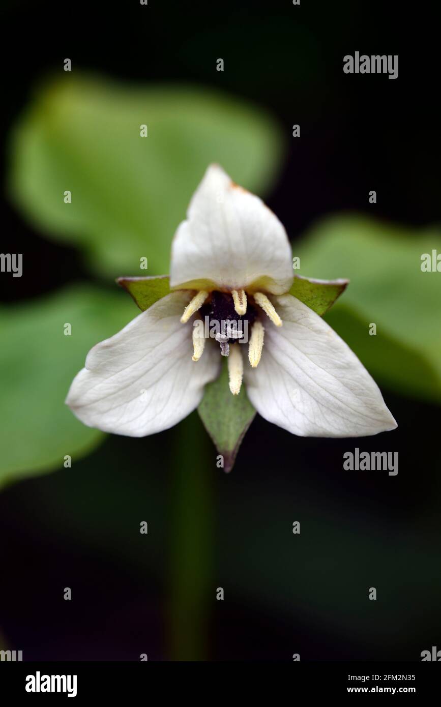 Trillium sulcatum, Regenbogen-Wakerobin, weiße Blumen, Blüte, Schatten, schattig, schattig, Waldländer, Waldländer, Holz, Waldgarten, Gärten, RM Floral Stockfoto