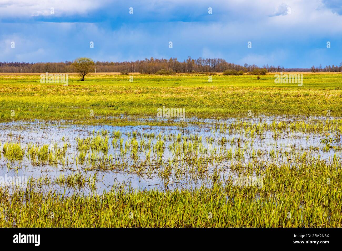 Frühlingshafte Aussicht auf die Feuchtgebiete des Biebrza-Flusses und das Naturschutzgebiet Landschaft mit Marsch-Ringelblumen im Dorf Mscichy in der Woiwodschaft Podlaskie In Pol Stockfoto