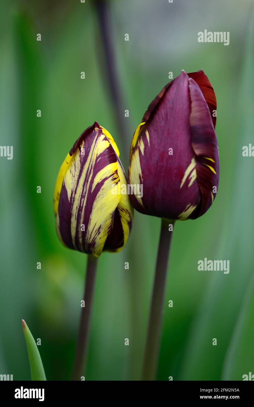 Tulipa Absalon,Tulipa Absalon rembrandt,gebrochene Tulpe,Tulip Breaking Virus,geflammte Markierungen,markiert,viral,Virus,Pflanzenvirus,Purpurrot Auf gelbem Hintergrund Stockfoto