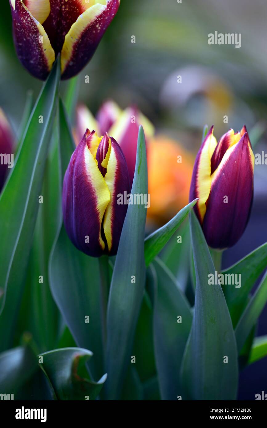Tulipa Gavota, Tulpengavota, Triumphtulip, dunkles Mahagoni-Rot mit einer Creme und Zitrone Rand, Tulpen, Tulpe, blühend, Frühling, Birnen, Triumph blühende Tulpen, RM Stockfoto