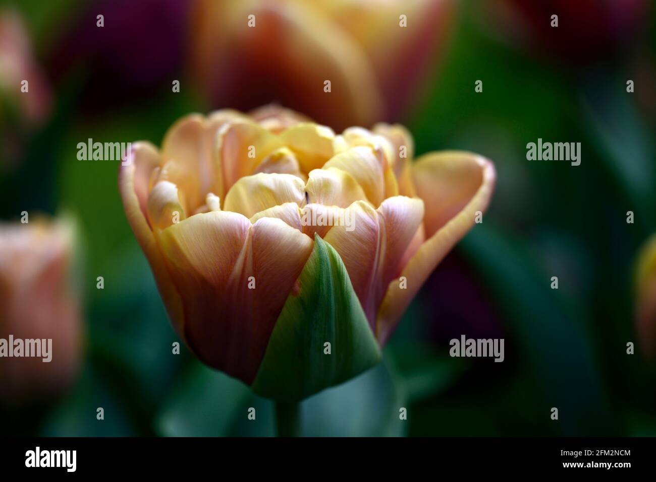 Tulipa La Belle Epoque, Tulip La Belle Epoque, doppelte späte Blüten, rosa, rosa Aprikose Blumen, Tulpen, Tulpe, Blüte, Frühling, Birnen, Pfingstrose-blühende Tulpe Stockfoto