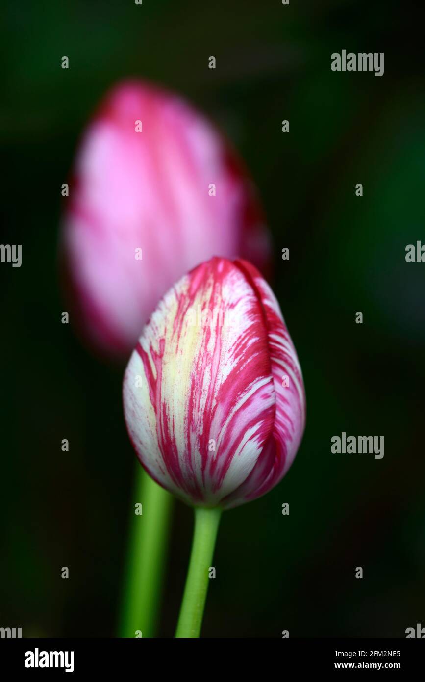 Tulipa Rubella, Tulipa Rubella rembrandt, englischer Blumenhändler Tulpe, gebrochene Tulpe, Tulip Breaking Virus, geflammte Markierungen, markiert, viral, Virus, Pflanze Virus, rosa pu Stockfoto