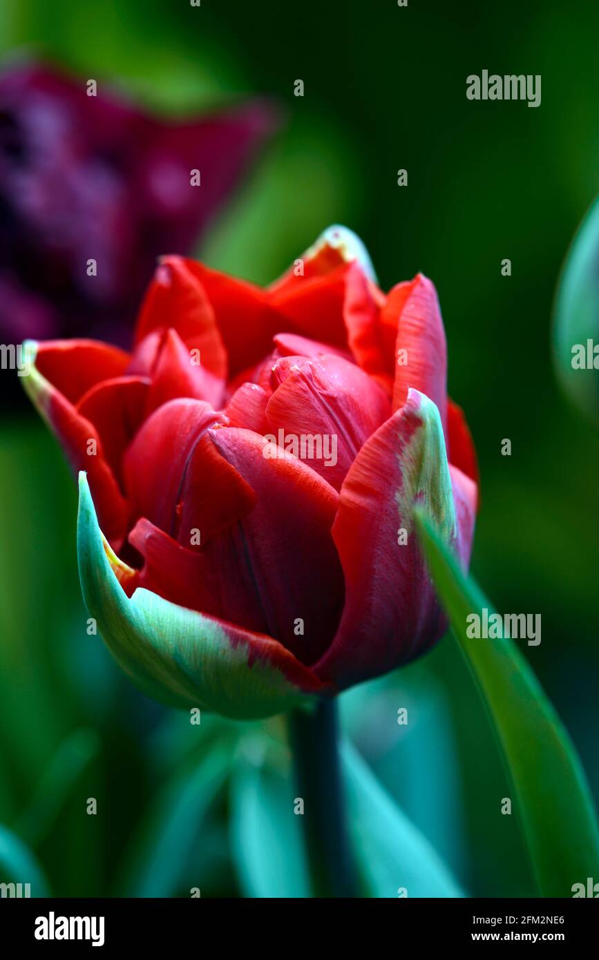 tulipa rote Prinzessin, tulipa antraciet, Weinrot, tiefes Rot, magentarot, doppelte Tulpen, doppelte blühende Tulpen, Pfingstrosen blühende Tulpen, Frühling im Garten, Stockfoto