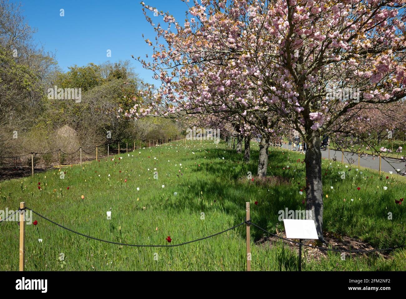 Kew Royal Botanic Gardens, London, Großbritannien Stockfoto