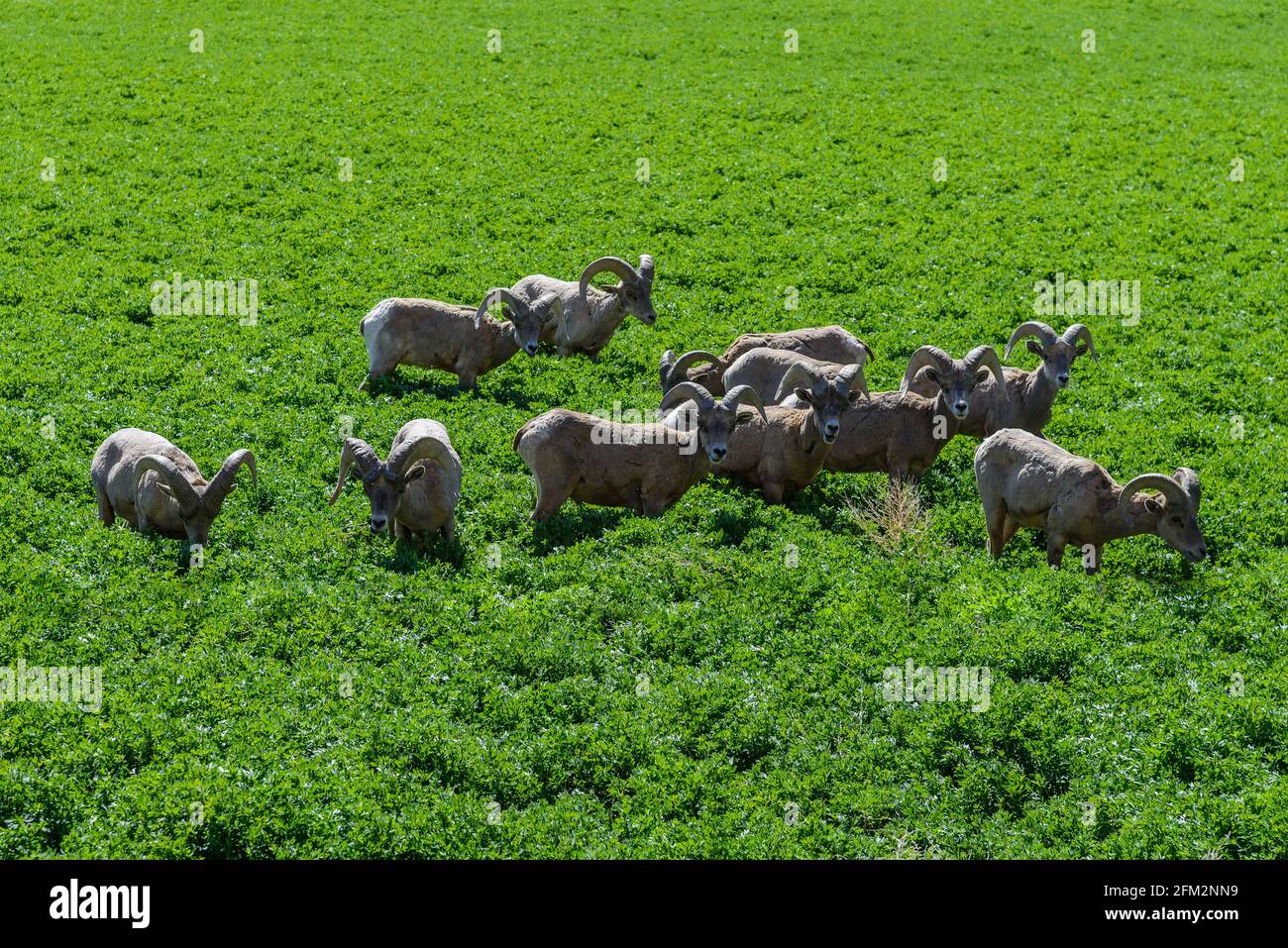 Eine Herde von Desert Bighorn Schafen (Ovis canadensis nelsoni) grasen auf einem Agrakulturfeld. Colorado, USA. Stockfoto