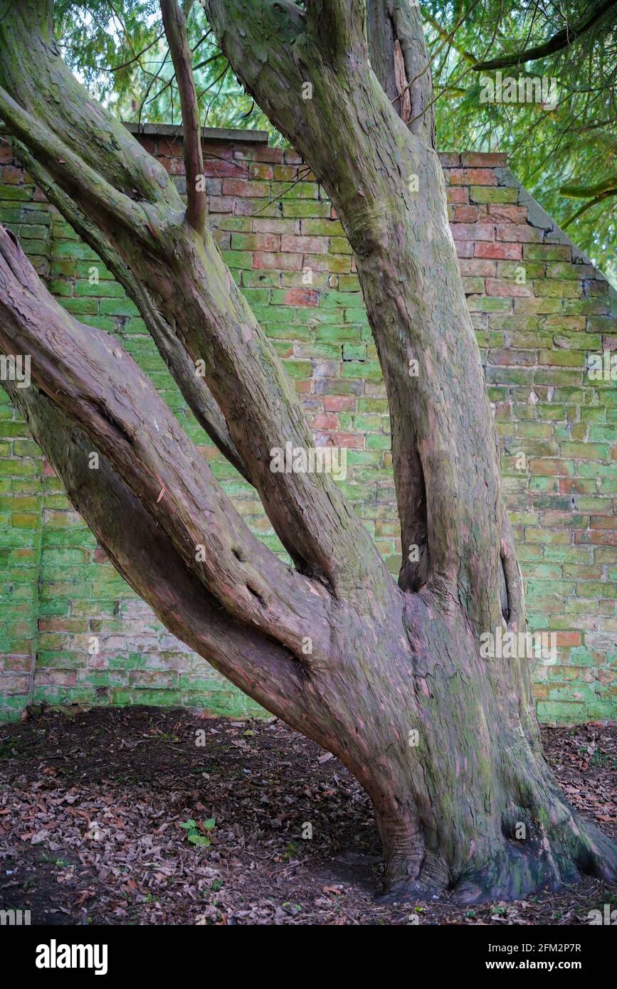 Abgeschnittene eiben -Fotos und -Bildmaterial in hoher Auflsung  Alamy