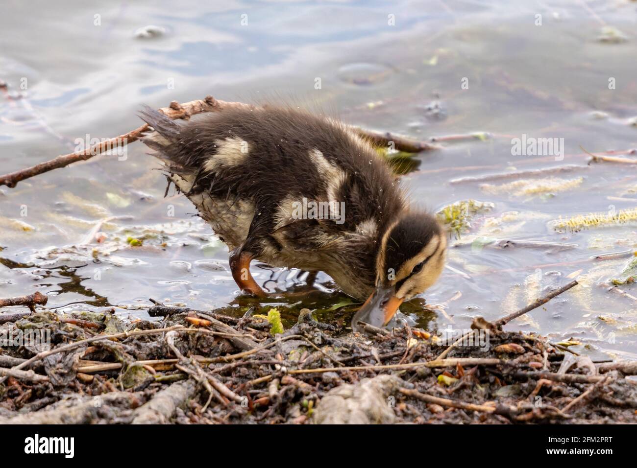 Mallard Junge im Wasser Stockfoto