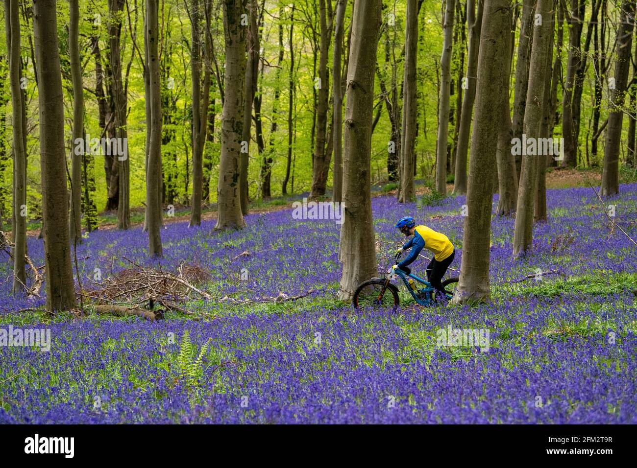 Ein Mann fährt mit dem Mountainbike auf einem Trail durch einen Teppich aus Blauwellen im Wald in der Nähe von Newport in Südwales, Großbritannien. Stockfoto