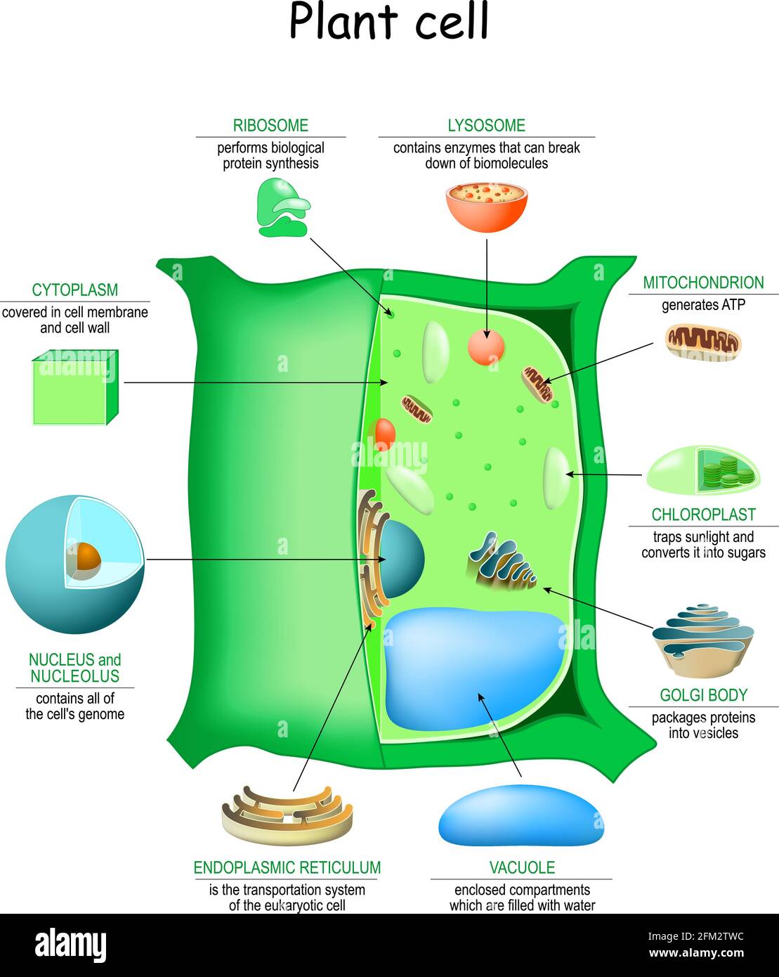 Anatomische Struktur der Pflanzenzellen. Nahaufnahme von Organellen einer Pflanzenzelle. Informative Infografik. Vektorgrafik Stock Vektor