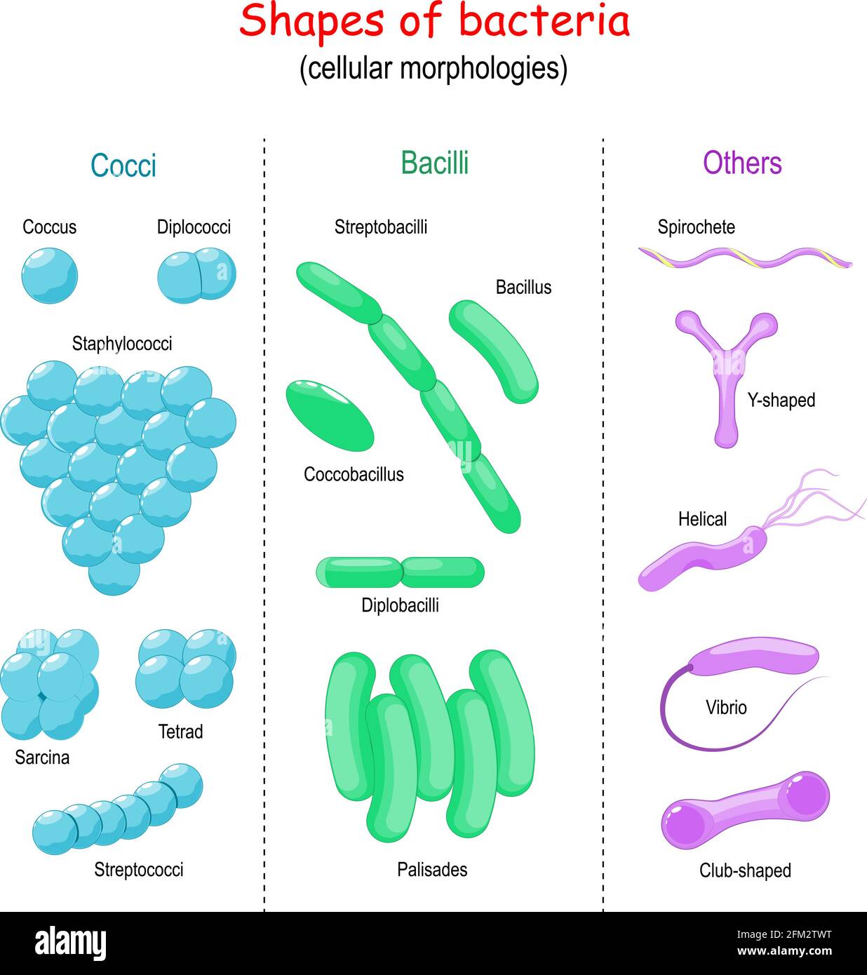 Formen von Bakterien. Zelluläre Morphologien: Bazillen, Cocci, andere (Vibrio, Helical, Y-förmig, Spirochete, Club-förmig). Stock Vektor