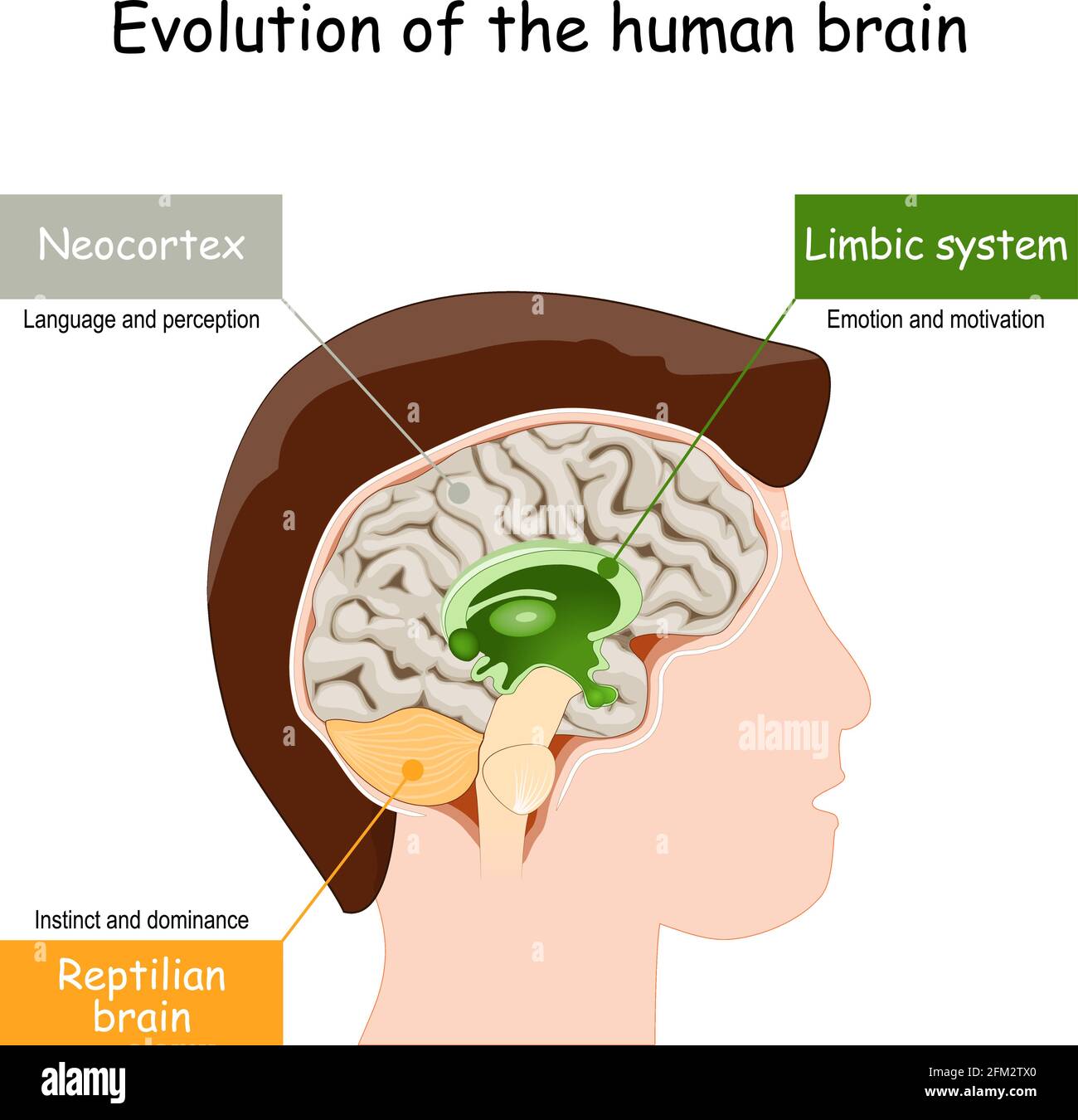 Evolution des Gehirns vom reptilianischen Gehirn zum limbischen System und Neokortex. Vektorgrafik Stock Vektor
