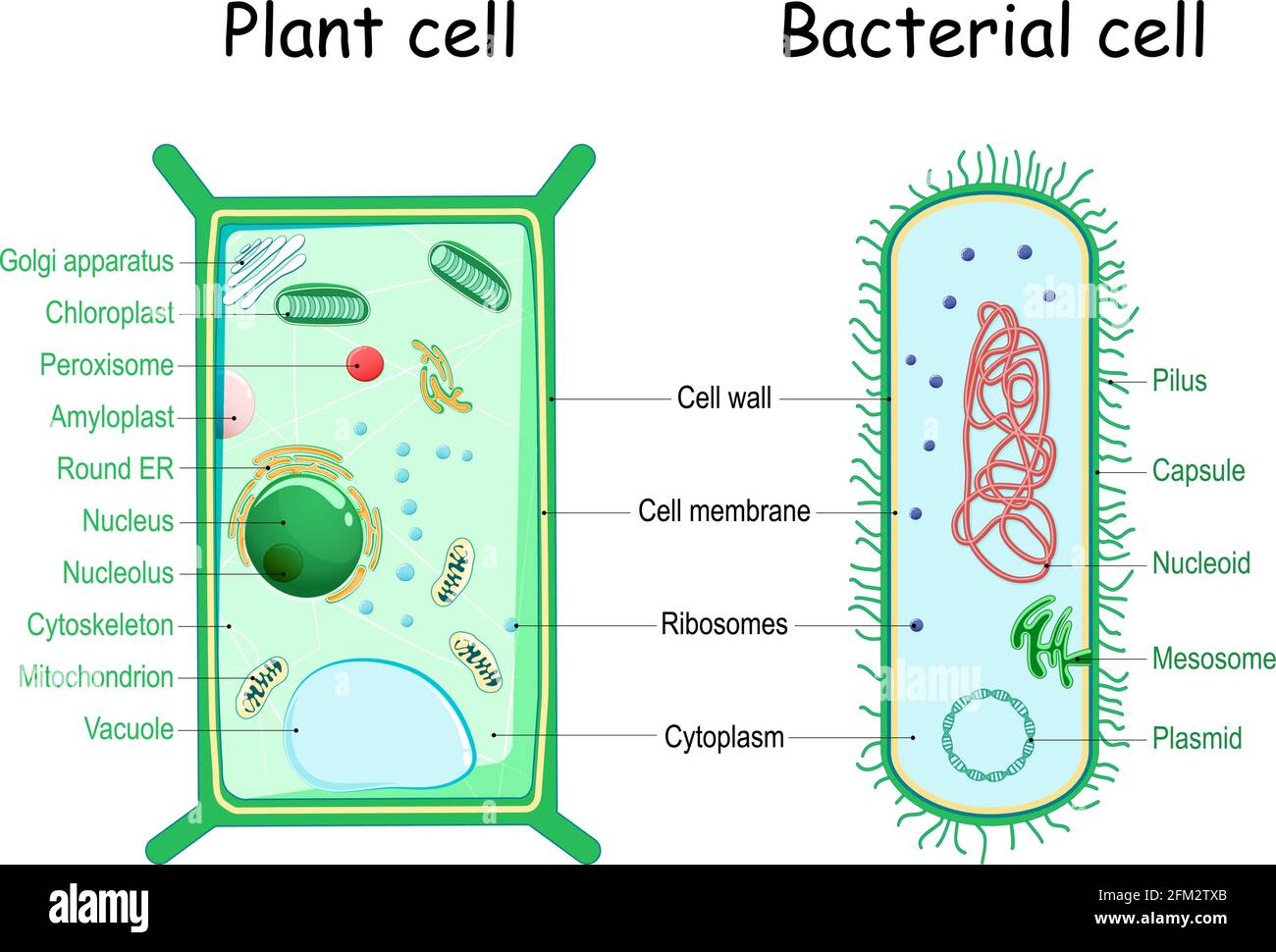 Bakterien und Pflanzenzellen. Vergleich der Zellstruktur. Ähnlichkeiten und Unterschiede. Querschnitt und Anatomie der Zelle. Biologiediagramm. Vektor Stock Vektor