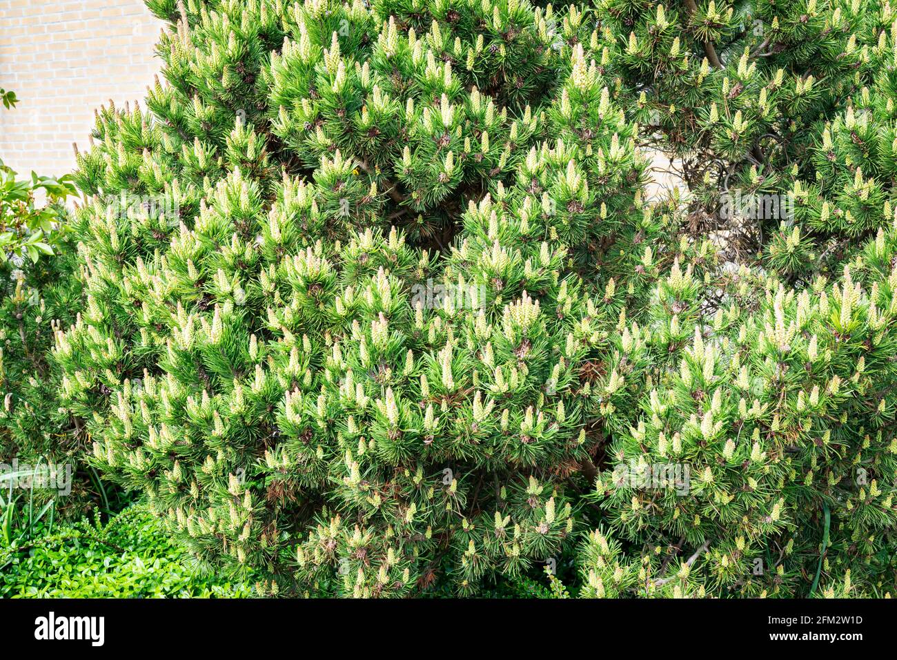 Bergkiefernstrauch (Pinus mugo) Mit Kerzenformationen in einem Garten Stockfoto