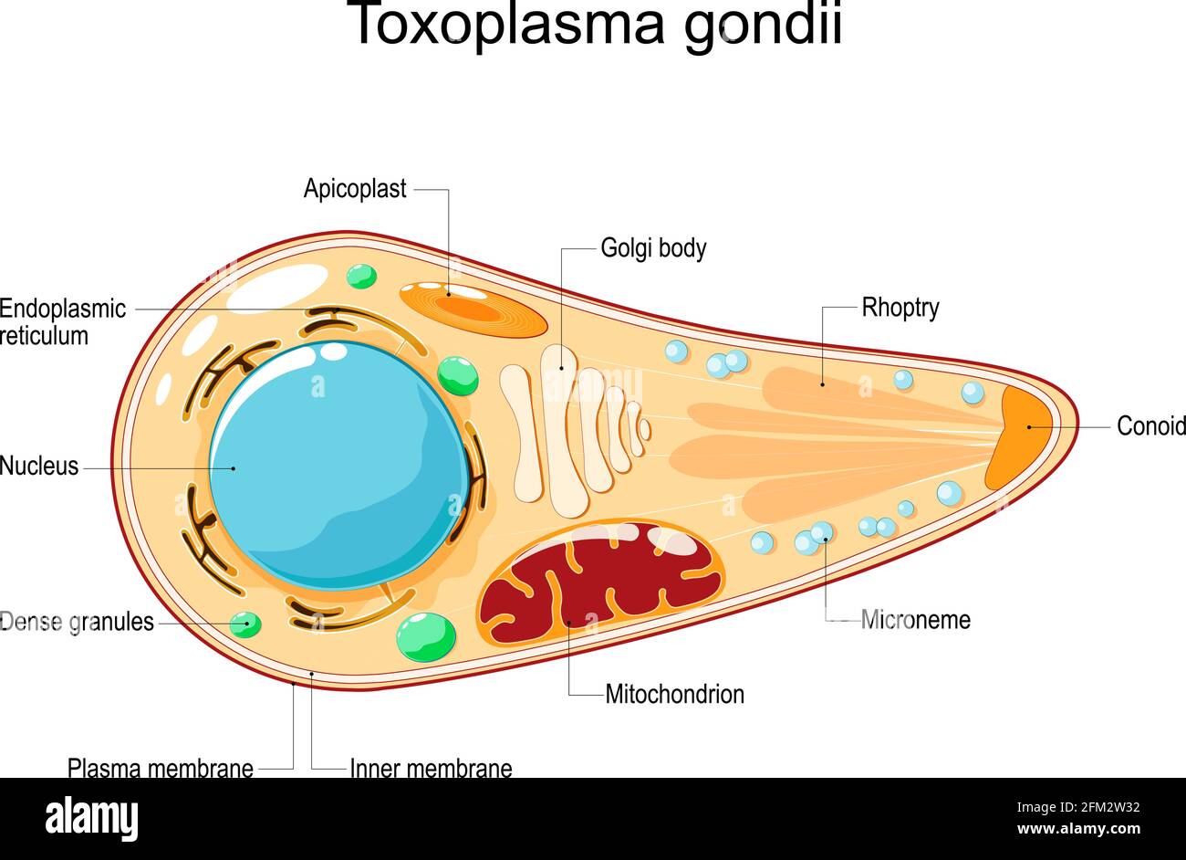 Toxoplasma gondii. Zellstruktur und Anatomie. Vektorgrafik. Flacher Stil. Toxoplasma ist ein obligates intrazelluläres, parasitäres Protozoan Stock Vektor