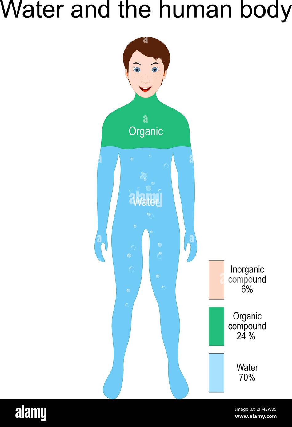 Menschlicher Körper, Wasser, organische und anorganische Elemente. Prozentsatz. Vektorgrafik für den Bildungsbereich Stock Vektor