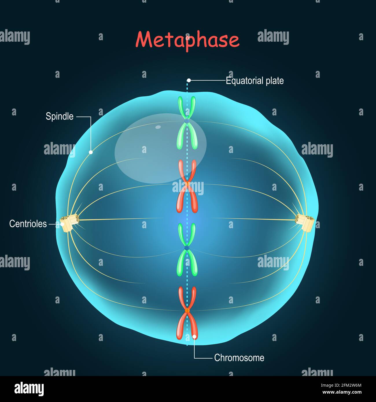 Metaphase. Zellteilung bei der sexuell-reproduzierenden Produktion. Stadium der Mitose: Spindelfasern, die sich in einer Metaphase-Platte an den Chromosomen anheften Stock Vektor