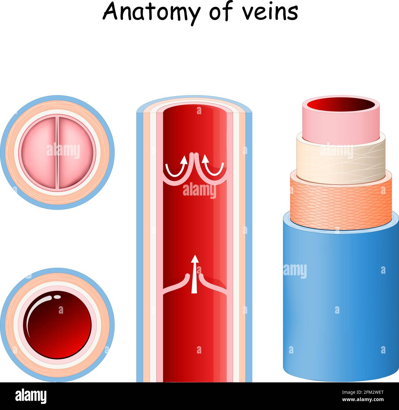 Anatomie der Vene. Struktur des Blutgefäßes. Nahaufnahme der Klappen. Längs- und Querschnitt der Vene. Vektorgrafik Stock Vektor