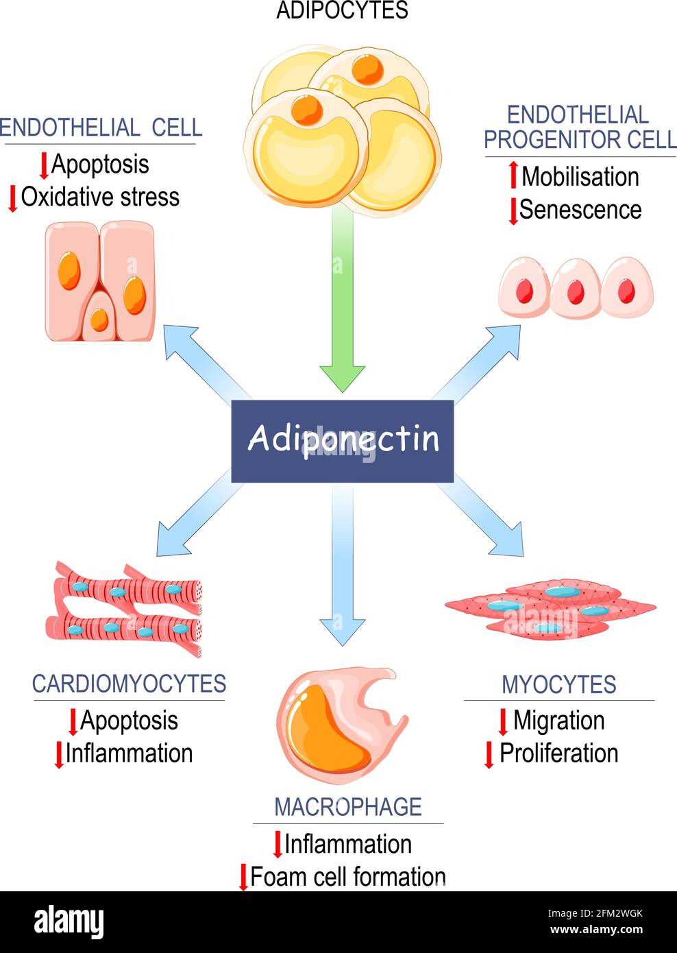Rolle von Adiponektin. Fettgewebe, das Proteinhormon Adipokin produziert. Auswirkungen von Adiponektin im menschlichen Körper. Vektorgrafik Stock Vektor