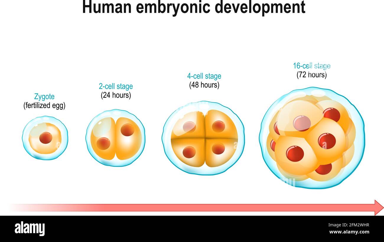 Entwicklung des menschlichen Embryos. Von Zygote (befruchtete Eizelle) bis 16-Zellen-Stadium. Drei Tage nach der Befruchtung. Zellteilung und pränatale Entwicklung Stock Vektor