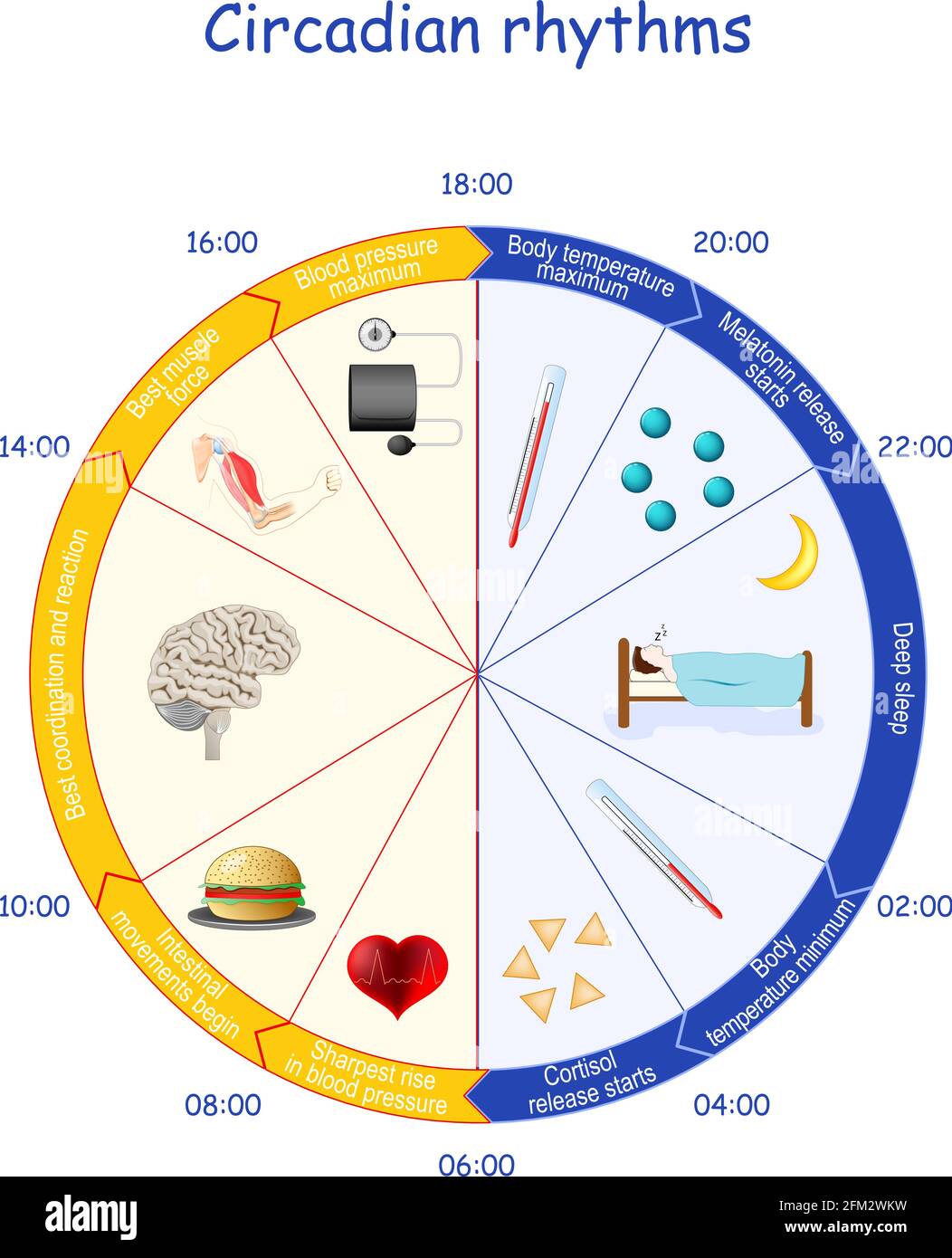Zirkadiane Rhythmen. Tag- und Nachtzyklus. Melatonin- und Cortisol-Gleichgewicht. Menschliche biologische Uhr und tägliche Aktivitäten. Hormonfreisetzung. Diagramm Stock Vektor