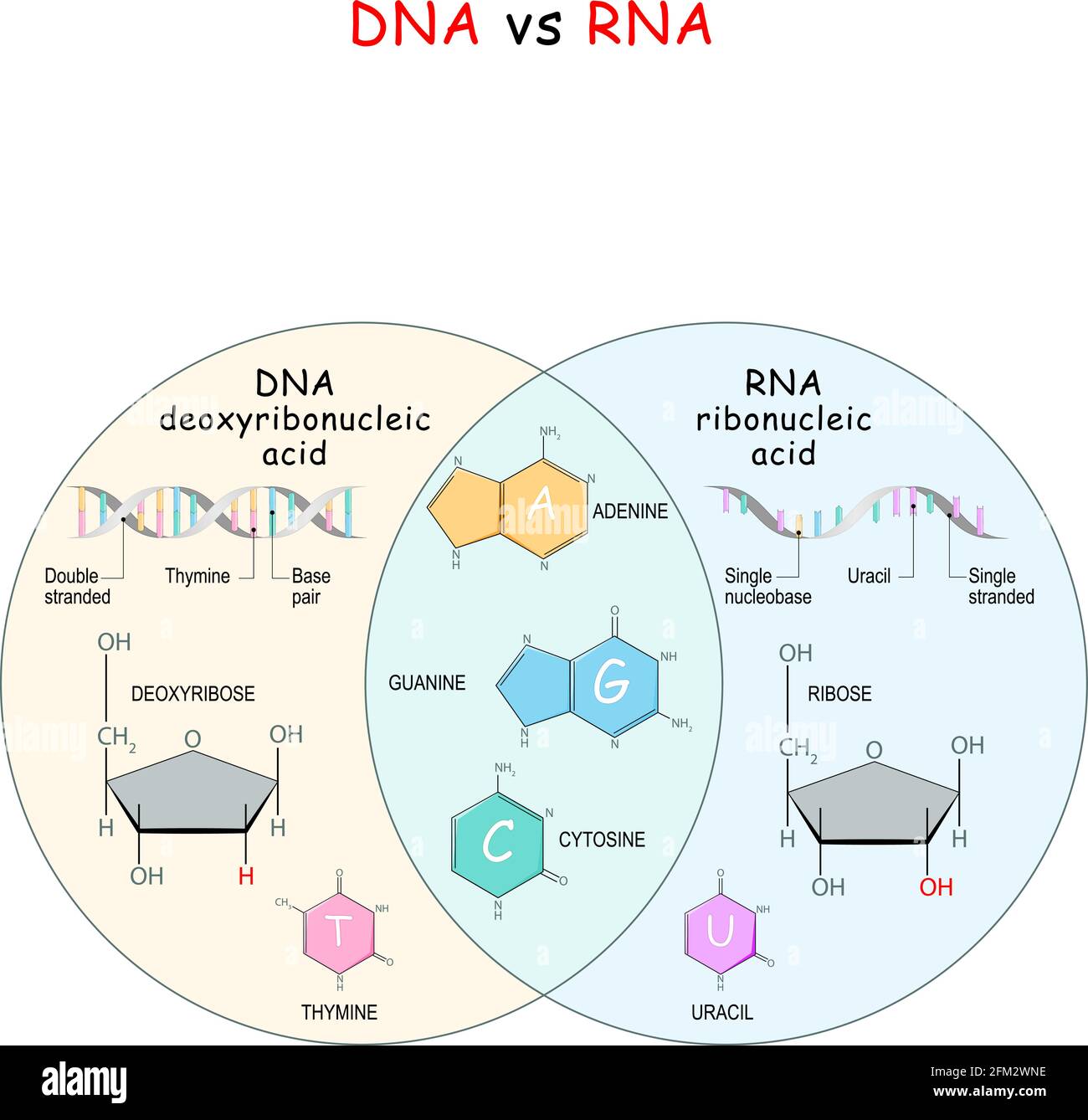 DNA und RNA. Vergleich und Unterschied. Chemische Strukturformel und Modell der Moleküle DNA und RNA. Vektorgrafik Stock Vektor