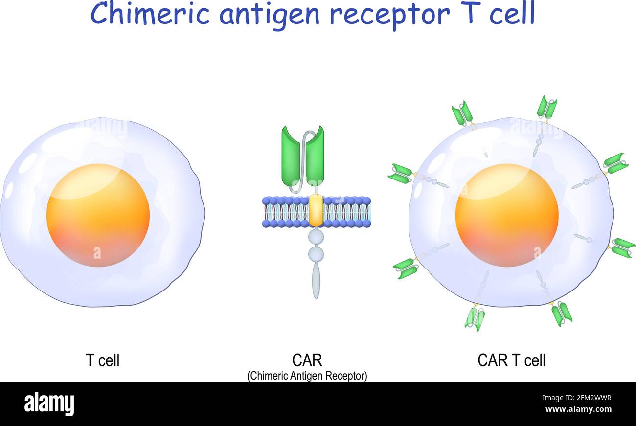 T-Zelle, Nahaufnahme eines chimären Antigen-Rezeptors und CAR-T-Zelle. T-Zell-Rezeptor zur Verwendung in der Immuntherapie. Vektor. Chemotherapie. Stock Vektor