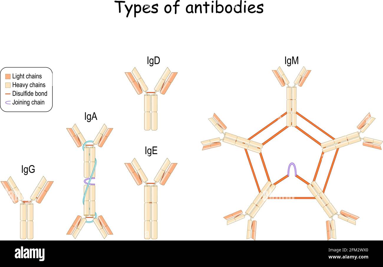 Typen von Antikörpern und Immunoglobulin. Hauptklassen IgG, IgM, IgA, IGD und IgE. Schwere und leichte Ketten, Verbindungskette und Disulfidbindung. Vektor Stock Vektor