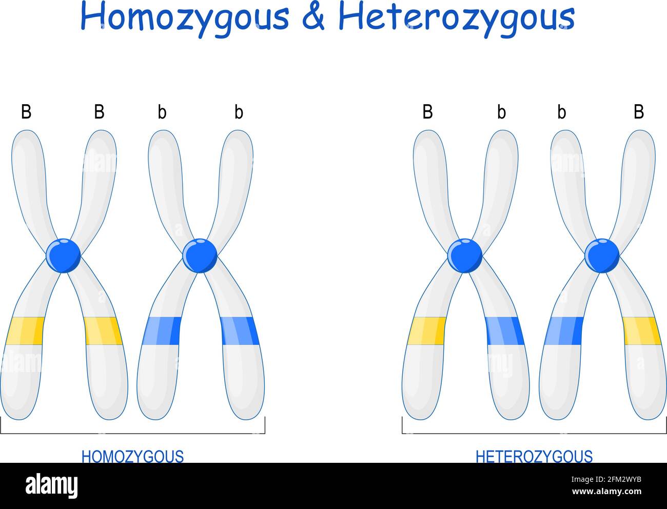 Homozygote und heterozygote Chromosomen. Unterschied zwischen Chromosomen. Gentechnik. vektor-Illustration Stock Vektor
