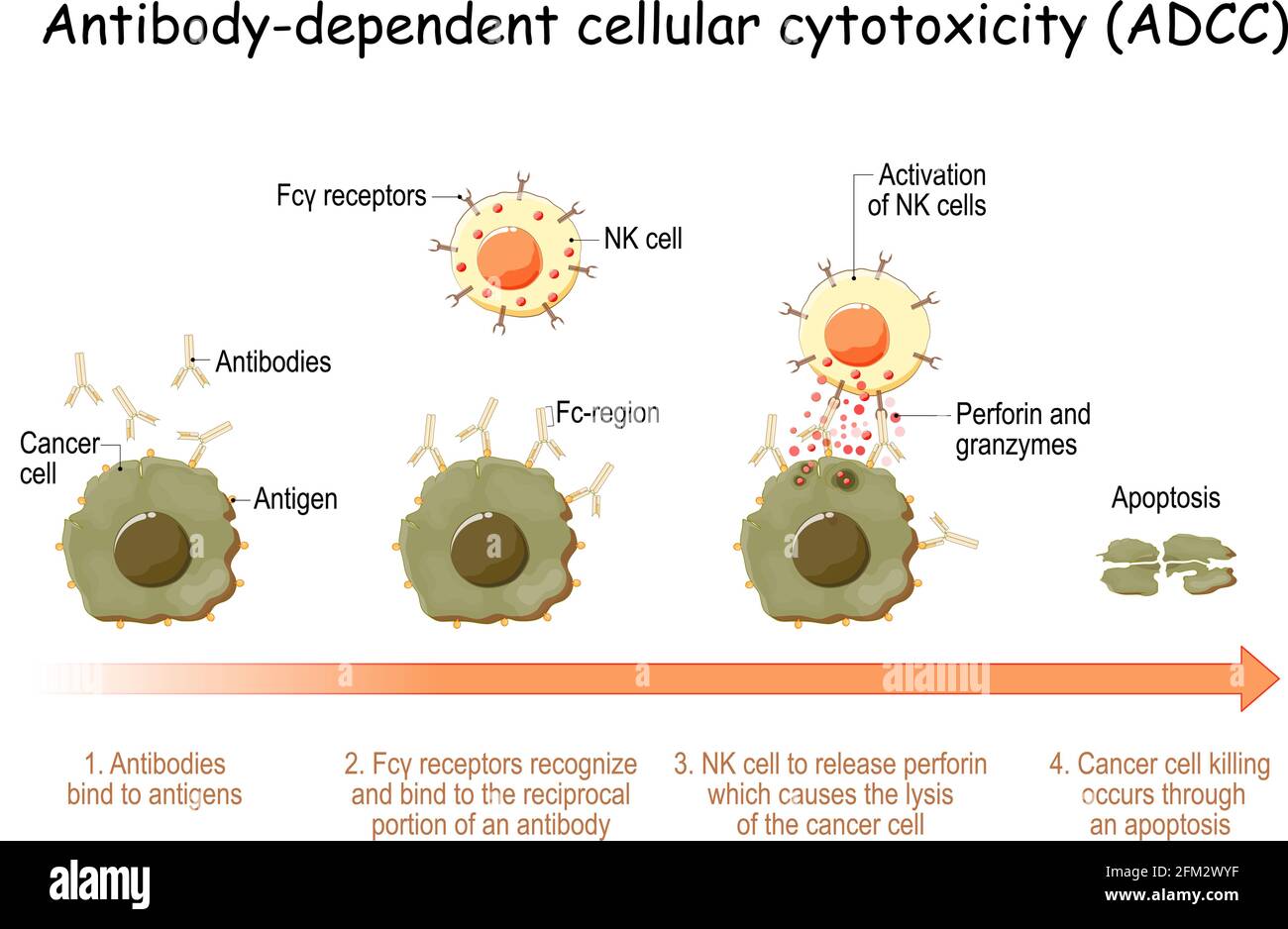 Antikörper-abhängige zelluläre Zytotoxizität (ADCC). Zellvermittelte Immunabwehr. Antigene von Krebszellen wurden durch spezifische Antikörper gebunden Stock Vektor