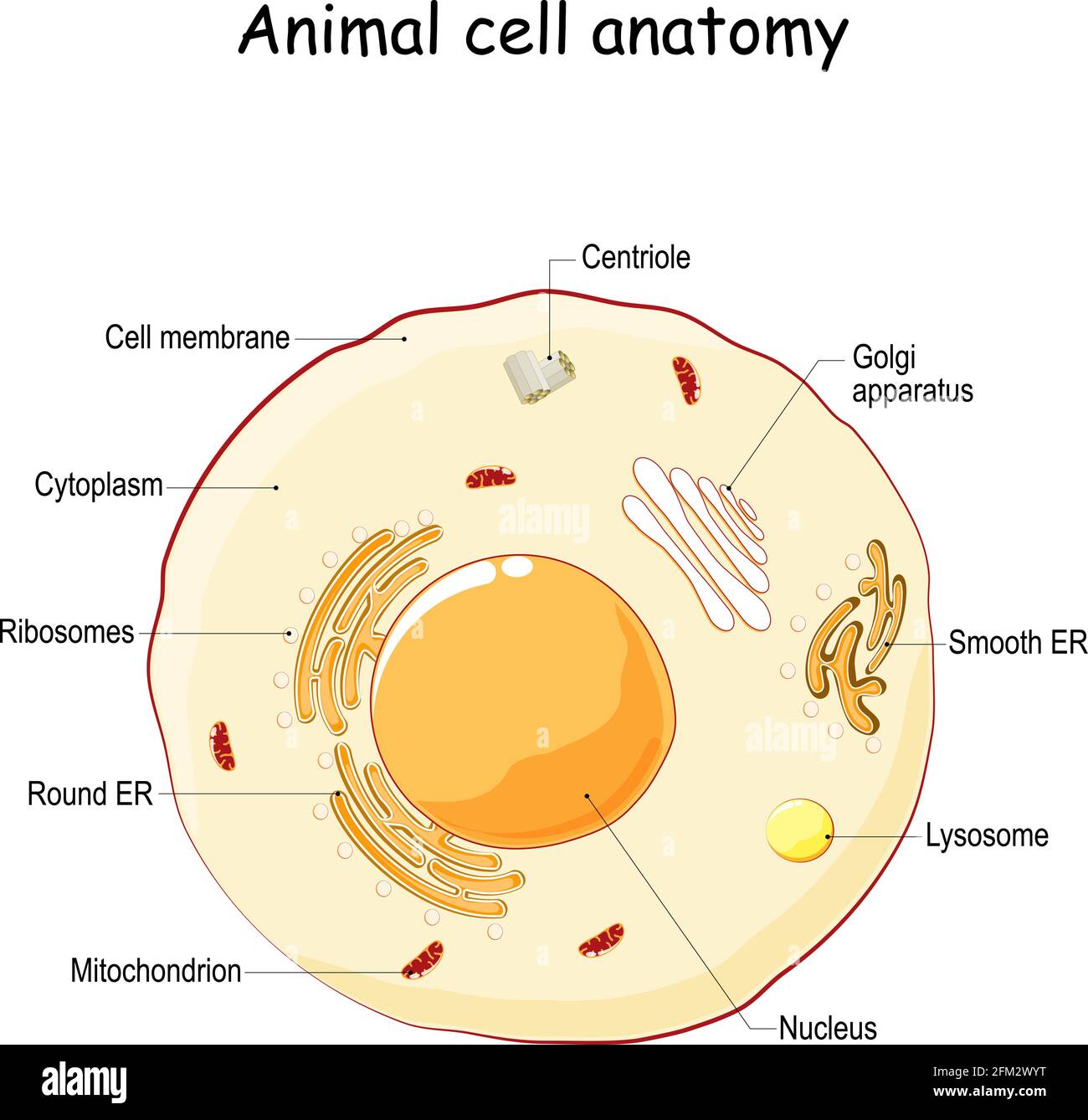 Anatomie von Tierzellen. vektordiagramm. Die Struktur einer menschlichen Zelle mit markierten Teilen. Querschnitt einer eukaryotischen Zelle. Illustration für Biologie, Stock Vektor