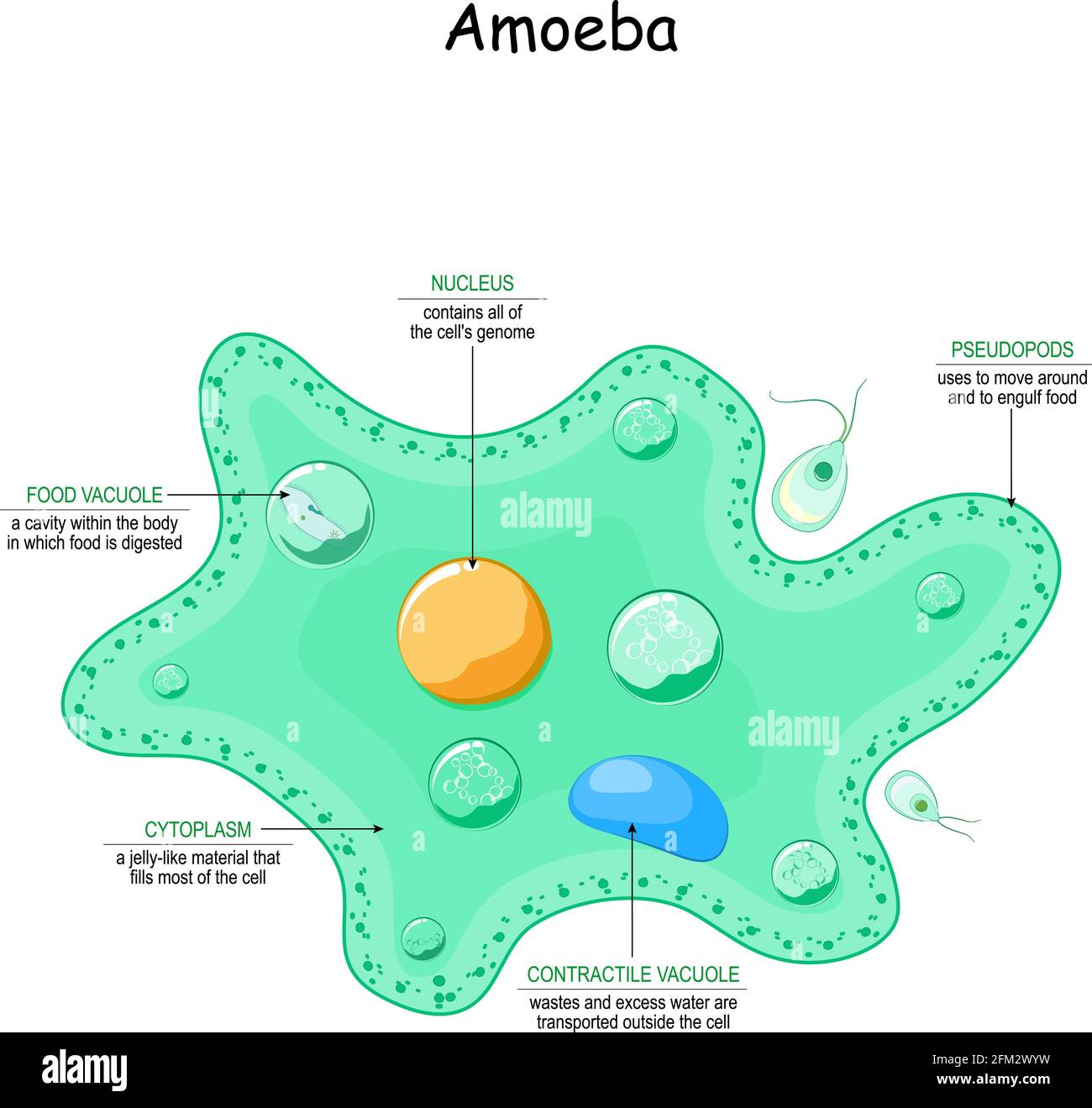 Amöben-Anatomie. Einzelliges Tier mit Pseudopoden. Vektorgrafik für Medizin, Bildung und Wissenschaft Stock Vektor