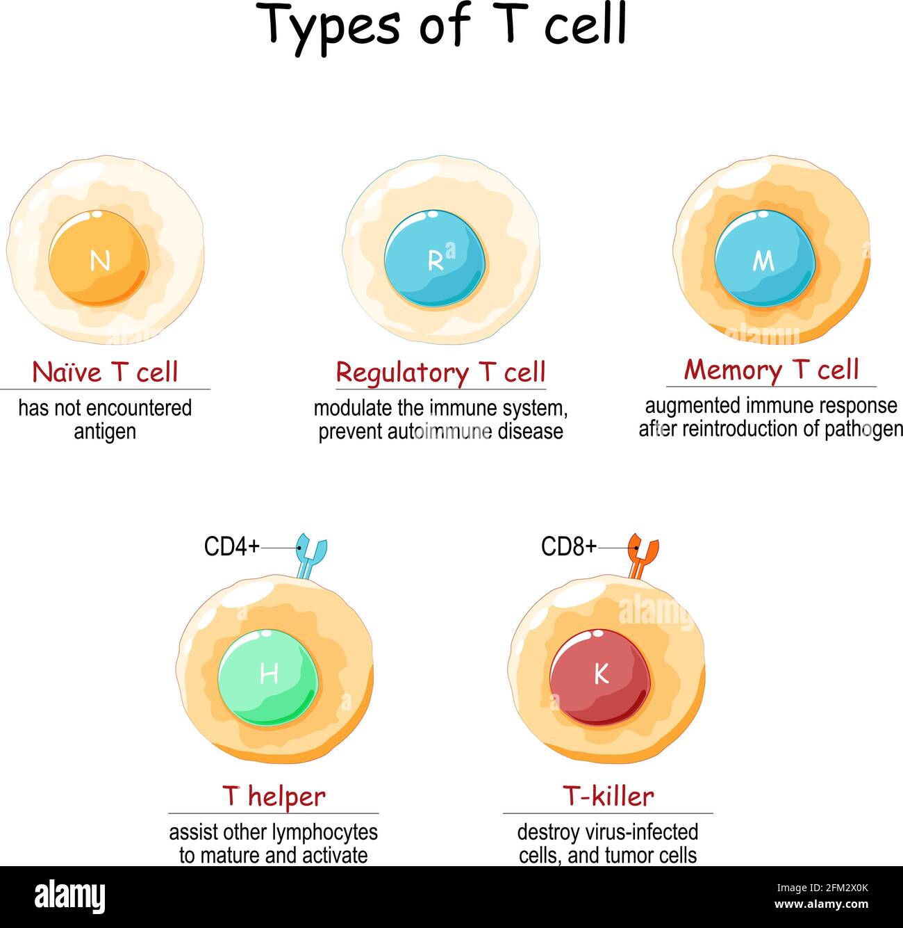 T-Zelltypen. Lymphoide Zelle. T-Lymphozyten: Naive, regulatorische, Gedächtnis-, Helfer- und T-Killer- oder zytotoxische T-Zellen. Vektorgrafik Stock Vektor