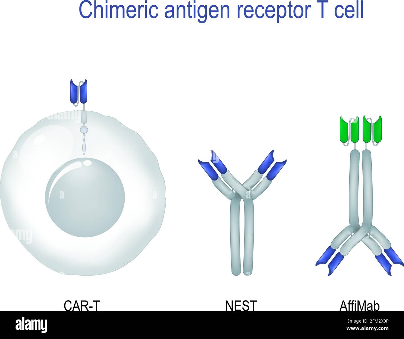 Chimäre Antigen-Rezeptor-T-Zelle. Immuntherapie gegen Krebs. Krebsbehandlung. Ausgestattet mit AUTO-T-Zellen, die erkennen und bekämpfen den infizierten Tumor Stock Vektor