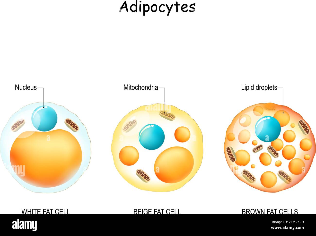 Adipozyten. Arten von Lipozyten: Weiße Fettzellen, braune und beige Fettzellen. Vergleiche und Unterschiede. Struktur und Anatomie. Vektorgrafik Stock Vektor Adipozyten. Arten von Lipozyten: Weiße Fettzellen, braune und beige Fettzellen. Vergleiche und Unterschiede. Struktur und Anatomie. Vektorgrafik Stock Vektor