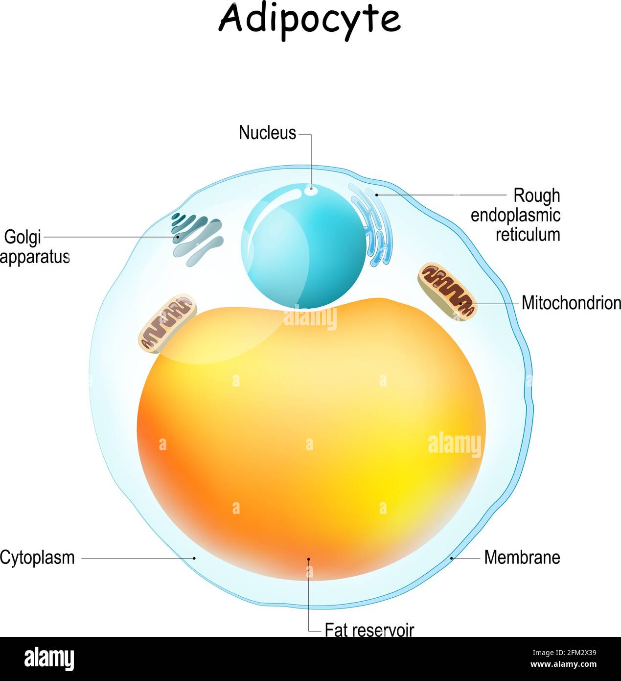 Anatomie der Adipozyten. Struktur der Fettzelle. Fettgewebe. Vektorgrafik Stock Vektor Anatomie der Adipozyten. Struktur der Fettzelle. Fettgewebe. Vektorgrafik Stock Vektor