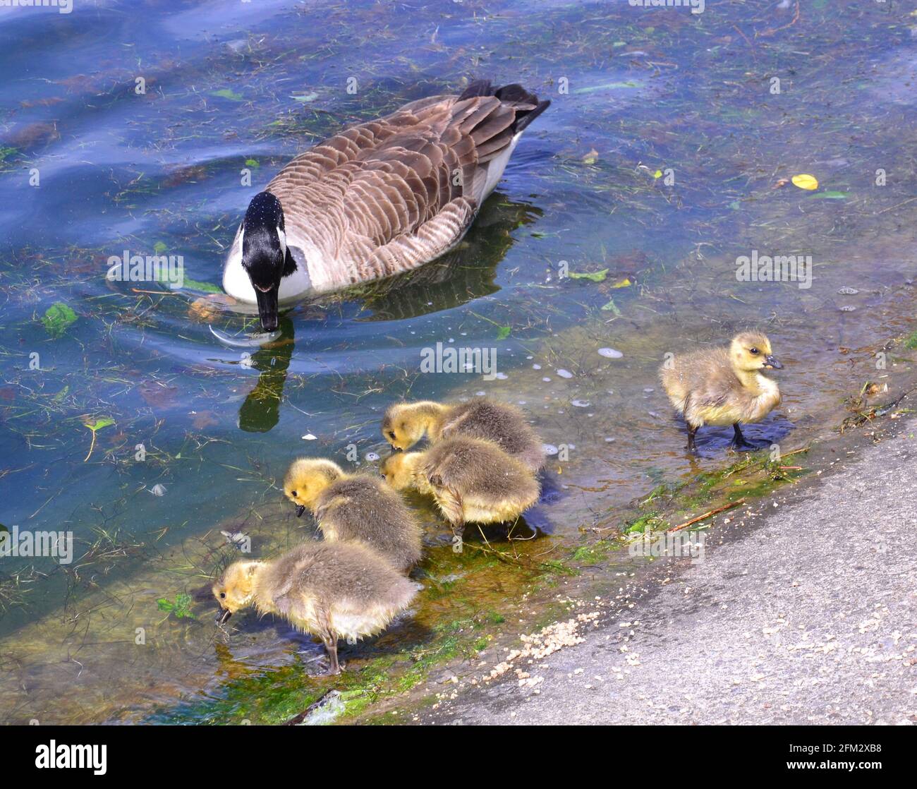 Kanadische Gänse und kürzlich geborene Küken essen und schwimmen am Fairhaven Lake, St. Annes on Sea, Fylde, Lancashire, England. Stockfoto