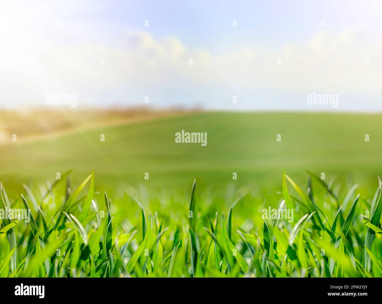 Nahaufnahme von grünem frischem Gras mit unscharfem Hintergrund. Frühling Natur Landschaft mit jungen Gras und schönen Sonnenschein. Natürliches Laub Stockfoto