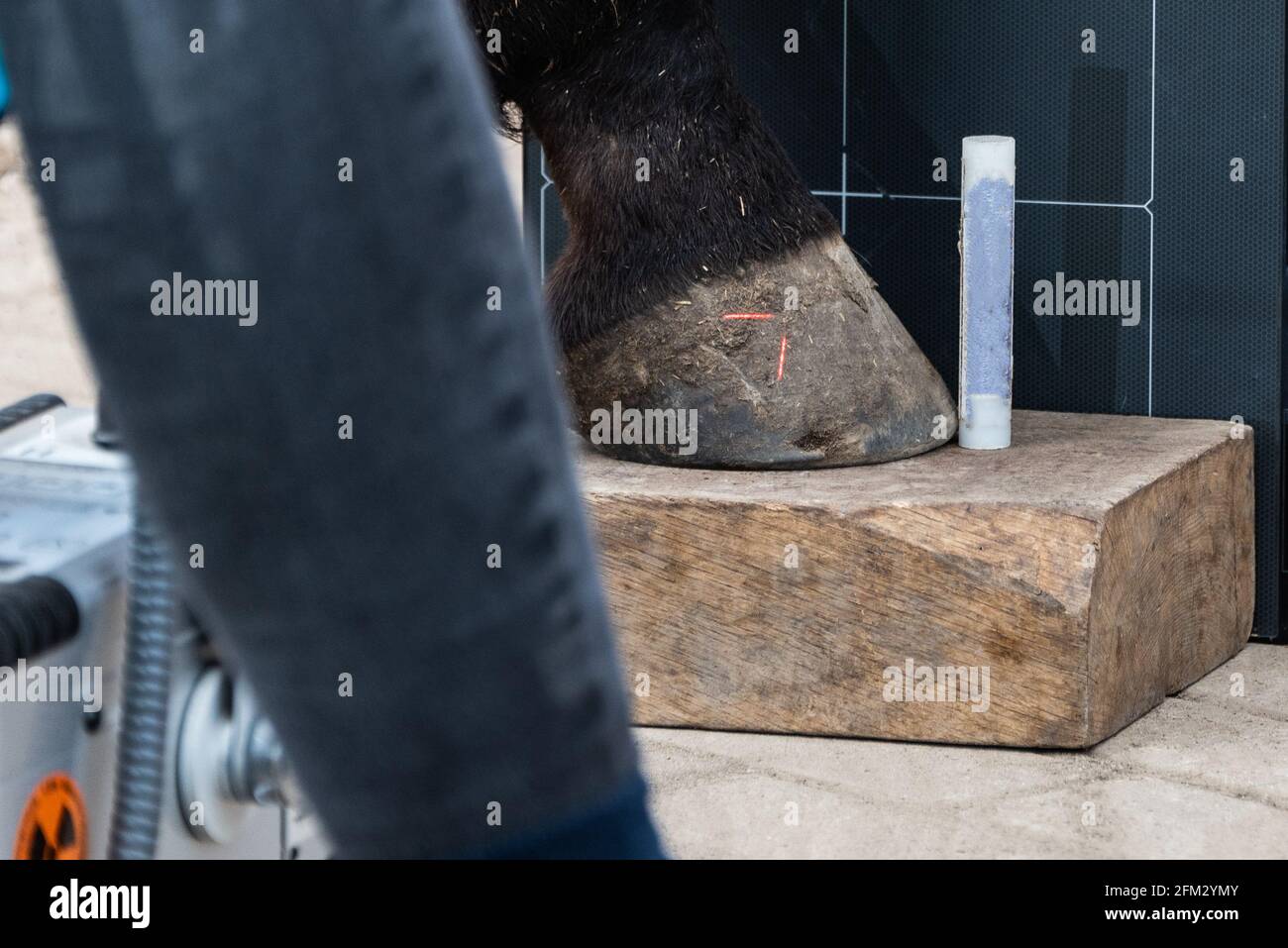 Röntgenbildgebung des Pferdes. Die radiographische Untersuchung des Pferdes liefert dem Tierarzt und dem Tierarzt und dem Tierarzt eine Fülle von Informationen Stockfoto