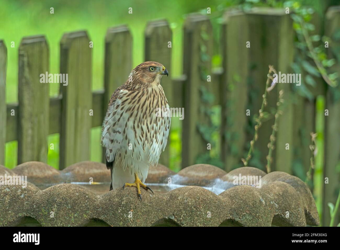 Coopers Hawk auf einem Vogelbad im Garten in Elk Grove Village, Illinois Stockfoto