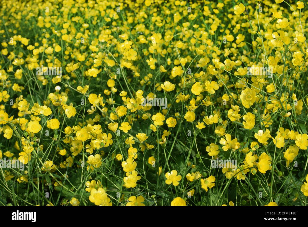 Leuchtend gelbe Blüten von Butterblumen auf einer grünen Wiese. Ranunculus acris, Heilpflanze. Stockfoto