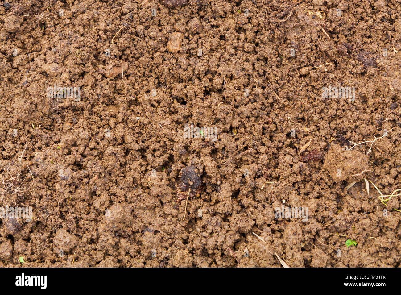 Land im Gewächshaus für die Pflanzung von Samen im Frühjahr Stockfoto