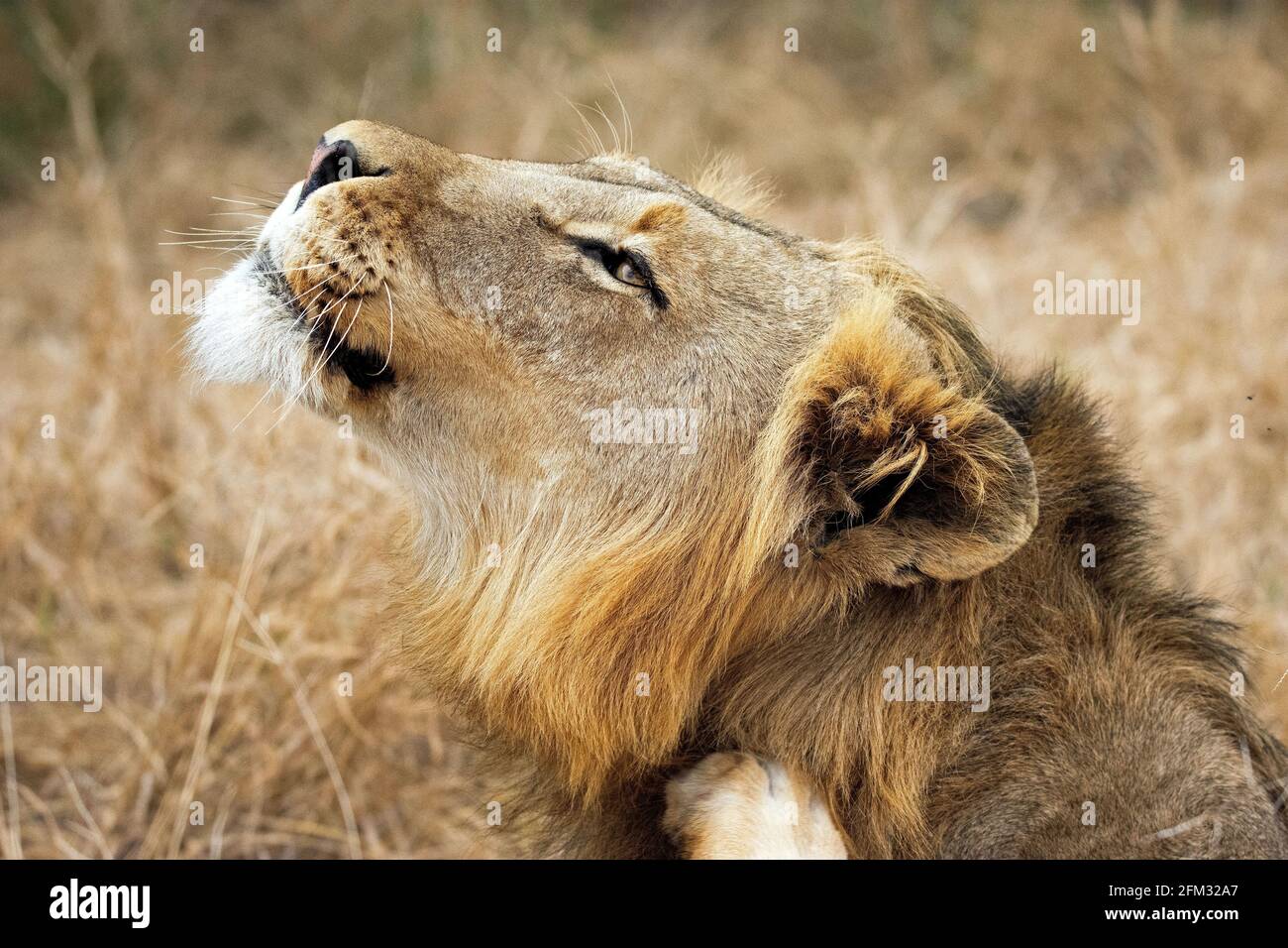 Profil eines Löwen, der im Gras liegt und nach oben schaut, Südafrika Stockfoto